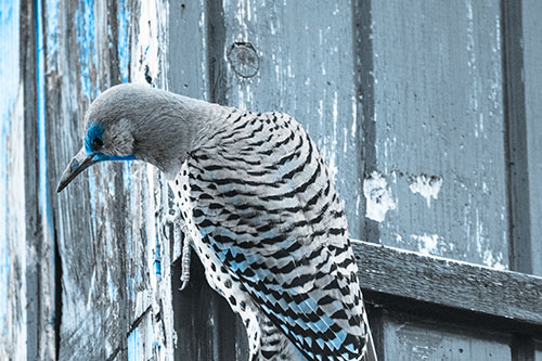 Northern Flicker Woodpecker Peeking Around Birdhouse (Blue Tone Photo)