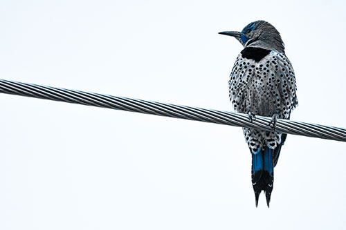 Northern Flicker Woodpecker Perched Atop Steel Wire (Blue Tone)