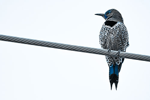 Northern Flicker Woodpecker Perched Atop Steel Wire (Blue Tone Photo)