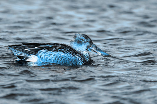 Northern Shoveler Duck Enjoying Lake Swim (Blue Tone Photo)