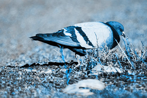 Observant Pigeon Scouring Among Dead Plants (Blue Tone)
