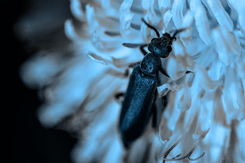 Oedemera Beetle Feasting Among Dandelion (Blue Tone)