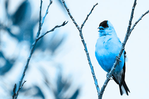 Open Mouthed American Goldfinch Standing On Tree Branch (Blue Tone Photo)