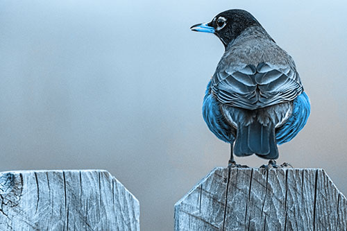 Open Mouthed American Robin Looking Sideways Atop Wooden Fence (Blue Tone Photo)