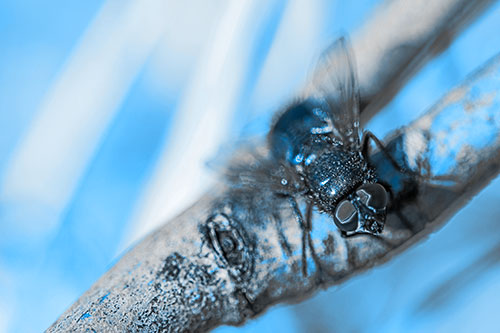 Open Mouthed Blow Fly Looking Above (Blue Tone Photo)