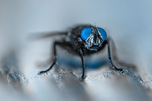 Open Mouthed Cluster Fly Shocked With Fear (Blue Tone)