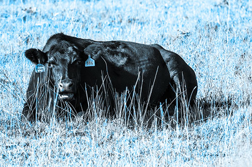 Open Mouthed Cow Resting On Grass (Blue Tone Photo)