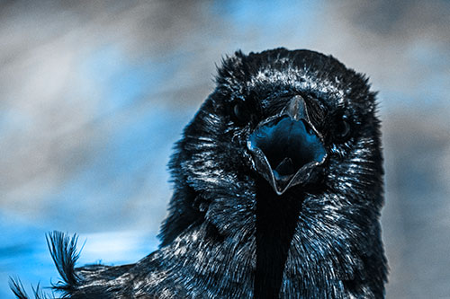 Open Mouthed Crow Screaming Among Wind (Blue Tone Photo)