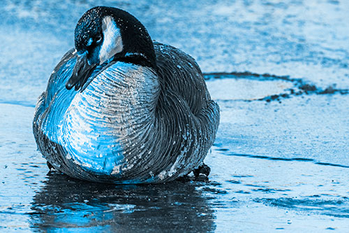 Open Mouthed Goose Laying Atop Ice Frozen River (Blue Tone)