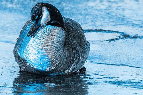 Open Mouthed Goose Laying Atop Ice Frozen River (Blue Tone Photo)