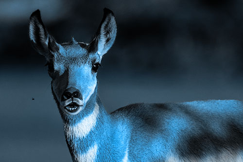 Open Mouthed Pronghorn Gazes In Shock (Blue Tone)