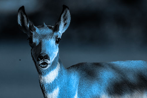 Open Mouthed Pronghorn Gazes In Shock (Blue Tone Photo)