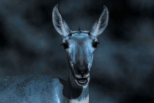 Open Mouthed Pronghorn Spots Intruder (Blue Tone Photo)
