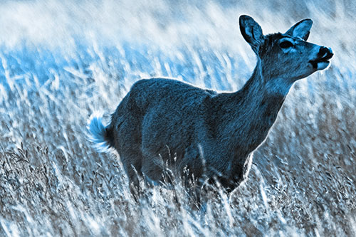 Open Mouthed White Tailed Deer Among Wheatgrass (Blue Tone Photo)