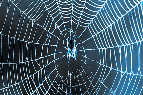 Orb Weaver Spider Rests Among Web Center (Blue Tone Photo)