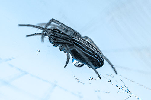 Orb Weaver Spider Rests Atop Dewdrop Web (Blue Tone Photo)