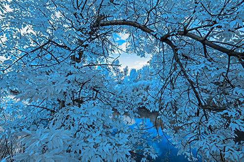Overlooking River Through Bending Leaf Covered Autumn Tree Branch (Blue Tone)