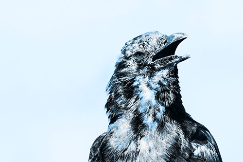 Panting Open Mouthed Crow Cooling Down Among Heat (Blue Tone)