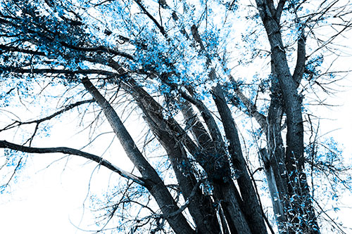 Partially Dead Fall Tree Trunks (Blue Tone Photo)