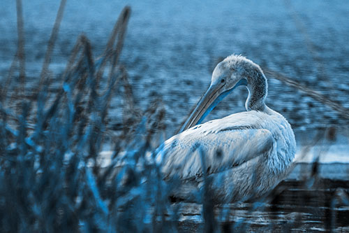 Pelican Grooming Beyond Water Reed Grass (Blue Tone Photo)
