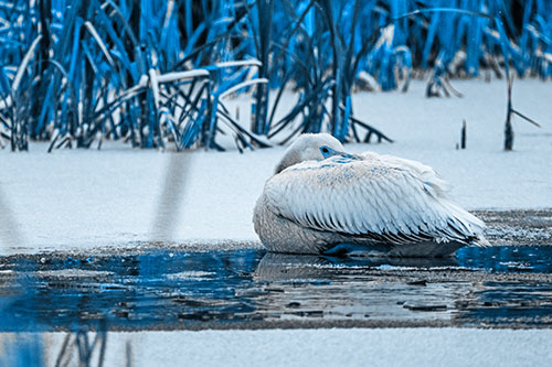 Pelican Resting Atop Ice Frozen Lake (Blue Tone Photo)