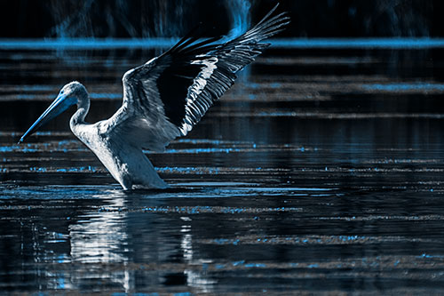 Pelican Takes Flight Off Lake Water (Blue Tone Photo)
