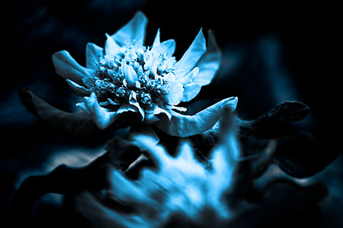 Peony Flower In Motion (Blue Tone Photo)