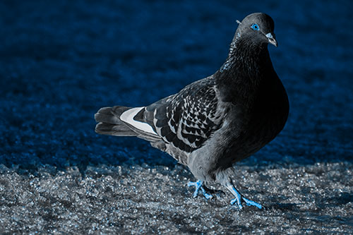 Pigeon Crosses Shadow Covered River Ice (Blue Tone Photo)