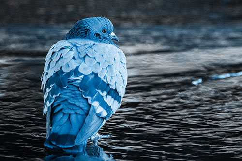 Pigeon Glancing Backwards Among River Water (Blue Tone)