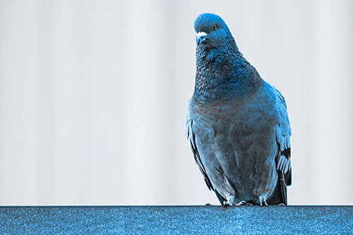 Pigeon Keeping Watch Atop Metal Roof Ledge (Blue Tone Photo)