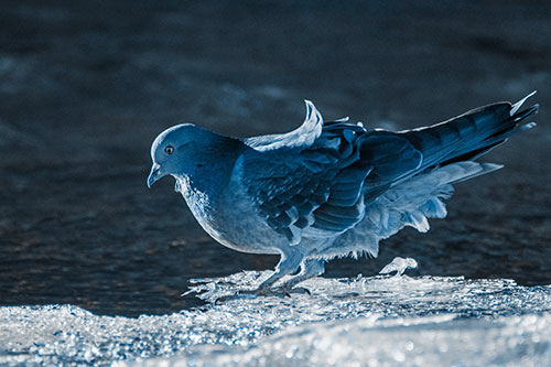 Pigeon Peeking Over Frozen River Ice Edge (Blue Tone)