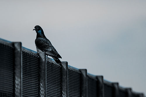 Pigeon Standing Atop Steel Guardrail (Blue Tone Photo)