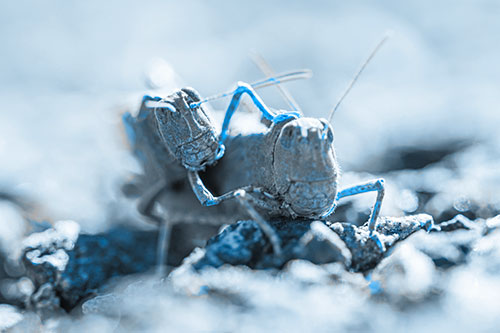 Piggybacking Grasshopper Goes For Ride (Blue Tone Photo)