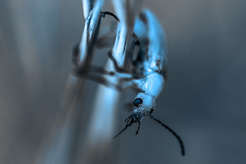 Pollen Faced Blister Beetle Hangs Onto Plant Stem (Blue Tone)