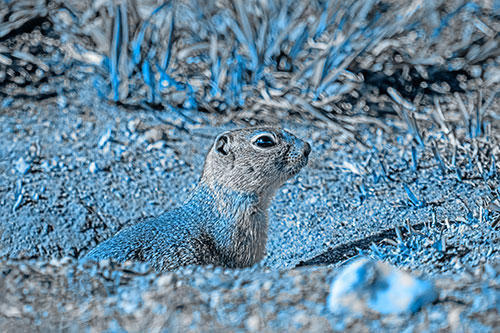 Prairie Dog Emerges From Dirt Tunnel (Blue Tone Photo)