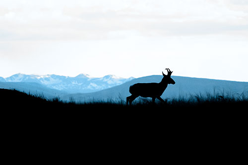 Pronghorn Silhouette On The Prowl (Blue Tone Photo)