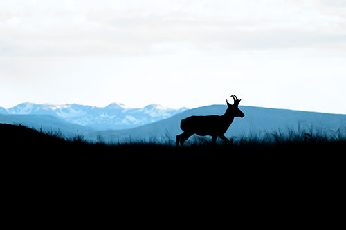 Pronghorn Silhouette On The Prowl (Blue Tone)