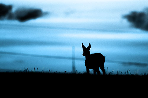 Pronghorn Silhouette Watches Sunset Atop Grassy Hill (Blue Tone Photo)