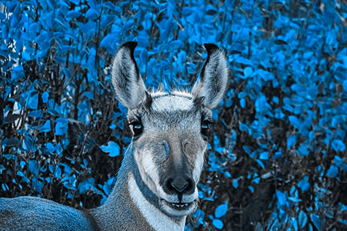 Pronghorn Snacking Among Autumn Leaves (Blue Tone)