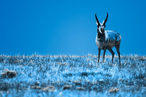 Pronghorn Standing Along Grassy Horizon (Blue Tone Photo)