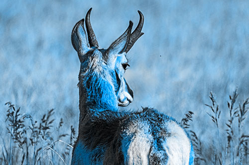 Pronghorn Watching Annoying Fly Buzzing Around (Blue Tone)
