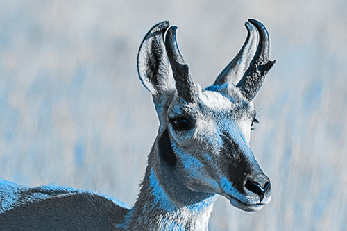Pronghorn Watching Surroundings Among Sunlight (Blue Tone)