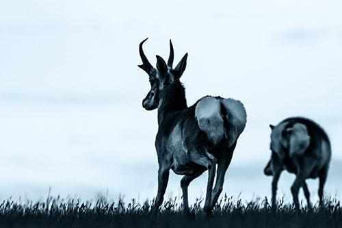 Pronghorns Begin Sprinting Towards Herd (Blue Tone Photo)