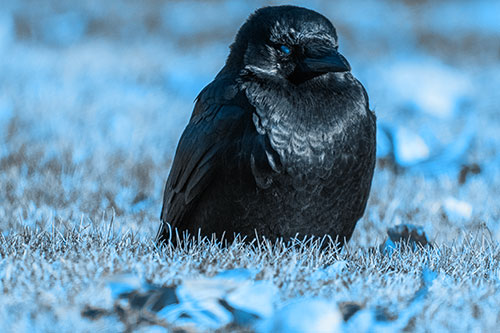 Puffy Crow Standing Guard Among Leaf Covered Grass (Blue Tone Photo)
