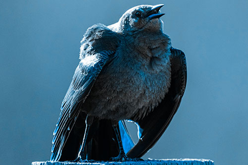 Puffy Female Grackle Croaking Atop Wooden Fence Post (Blue Tone Photo)
