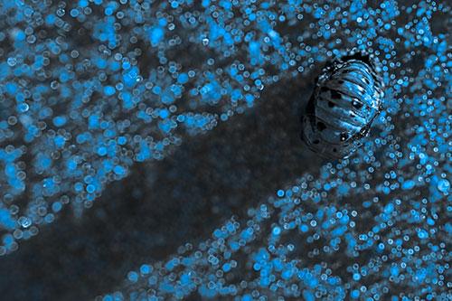 Pupa Convergent Lady Beetle Casts Shadow Among Sparkles (Blue Tone Photo)