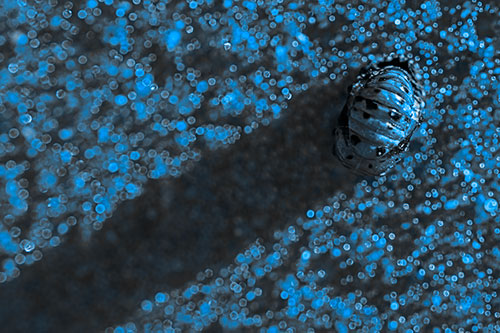 Pupa Convergent Lady Beetle Casts Shadow Among Sparkles (Blue Tone)