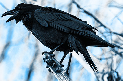 Raven Croaking Among Tree Branches (Blue Tone Photo)