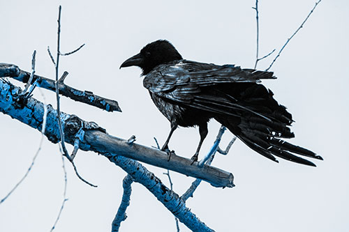 Raven Grips Onto Broken Tree Branch (Blue Tone)