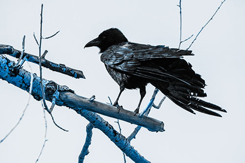 Raven Grips Onto Broken Tree Branch (Blue Tone Photo)